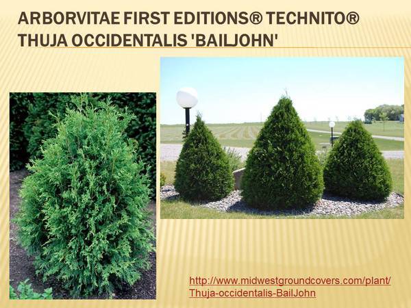 Arborvitae First Editions&reg; Technito&reg; Thuja occidentalis &#39;BailJohn&#39;.jpg