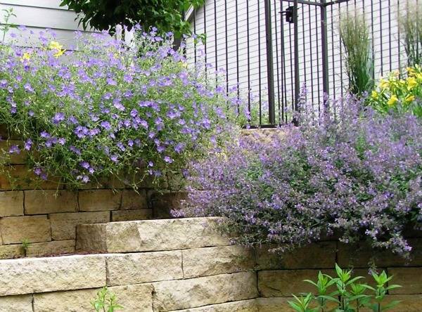 Bellflower and Catmint