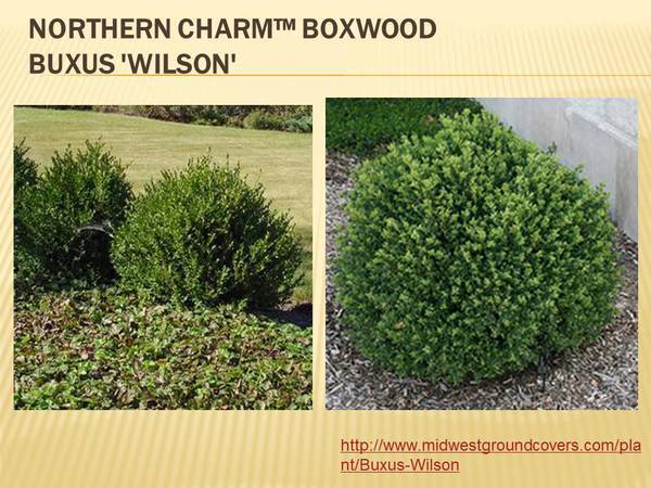Buxus Northern Charm&trade; Boxwood Buxus &#39;Wilson&#39;.jpg