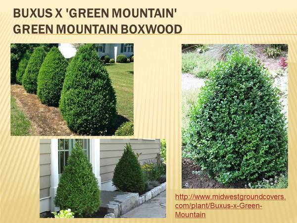 Buxus x &#39;Green Mountain&#39; Green Mountain Boxwood.jpg