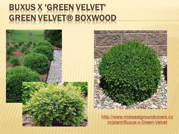 Buxus x &#39;Green Velvet&#39;.JPG