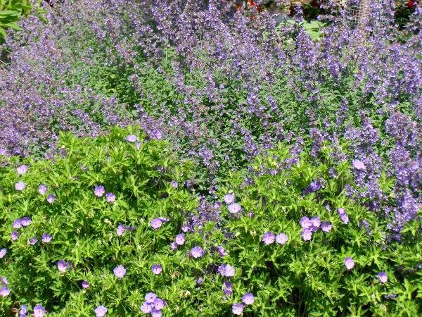 Catmint and Rozanne Geranium