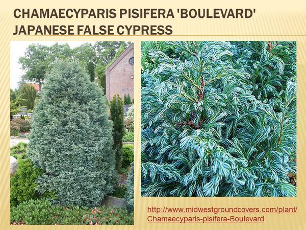 Chamaecyparis pisifera &#39;Boulevard&#39; Japanese False Cypress.jpg