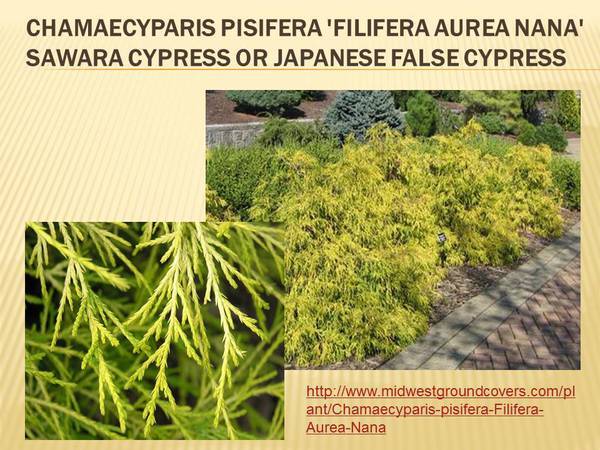 Chamaecyparis pisifera &#39;Filifera Aurea Nana&#39; Sawara Cypress or Japanese False Cypress.jpg