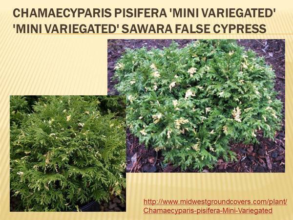 Chamaecyparis pisifera &#39;Mini Variegated&#39; &#39;Mini Variegated&#39; Sawara False Cypress.jpg