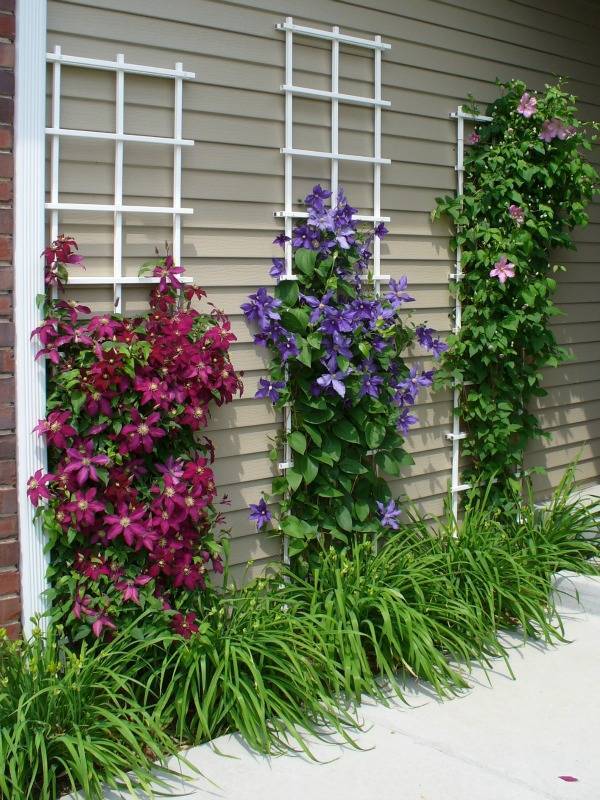 Clematis Vines with Daylilies