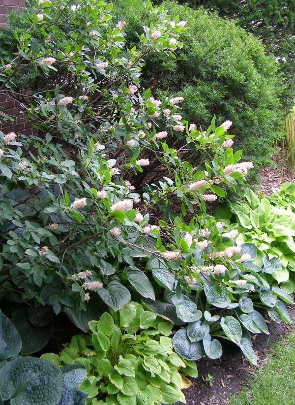 Clethra, Hostas, and Yews