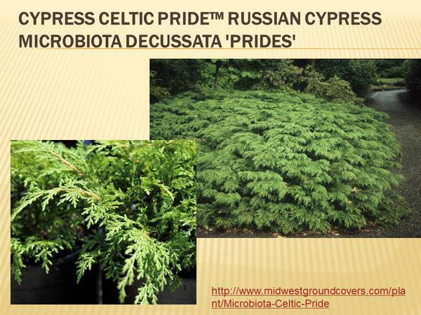 Cypress Celtic Pride&trade; Russian Cypress Microbiota decussata &#39;Prides&#39;.jpg