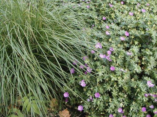 Fountain Grass and Hardy Geranium