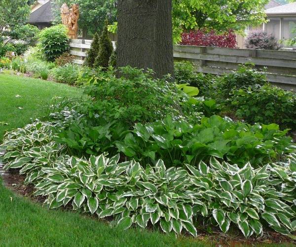 Hosta and Mixed Perennial Bed