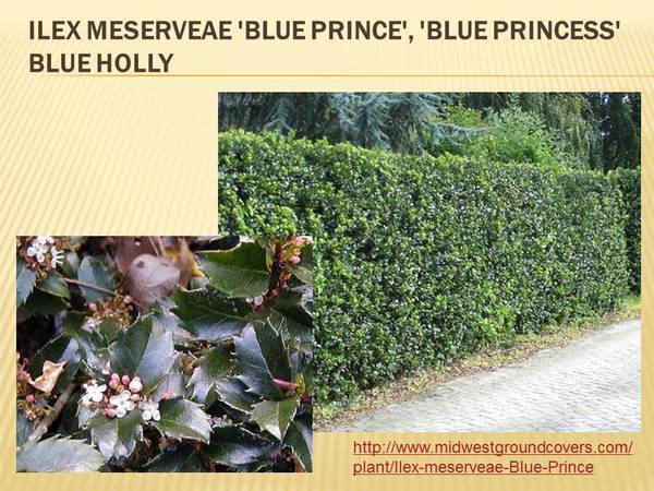 Ilex meserveae &#39;Blue Prince&#39;, &#39;Blue Princess&#39; Blue Holly.jpg