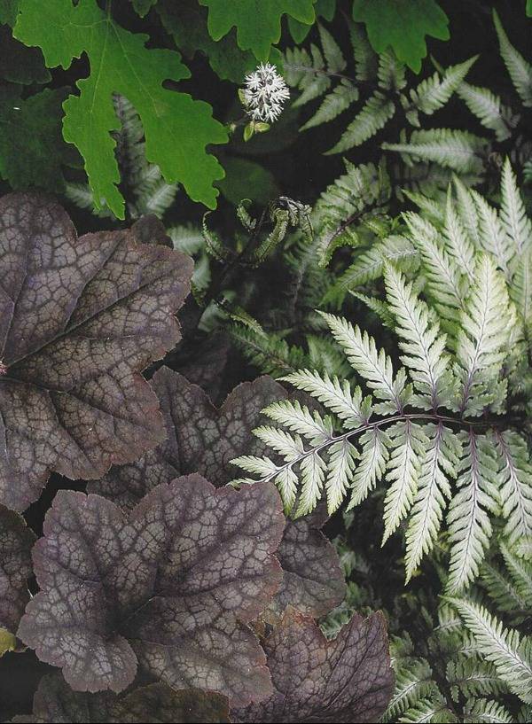 Japanese Painted Fern and Coralbells