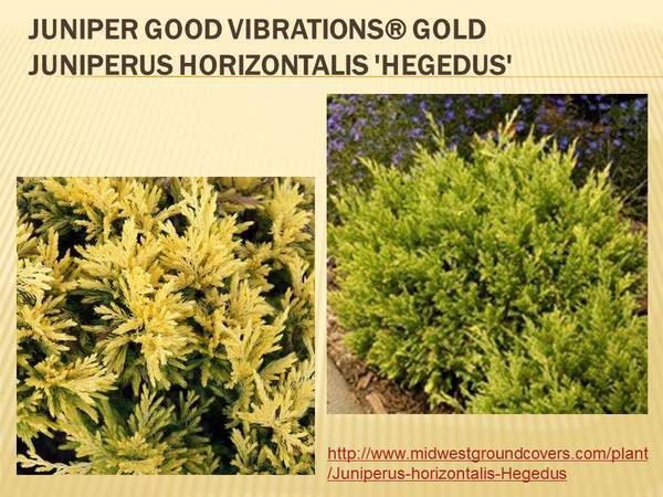 Juniper Good Vibrations&reg; Gold Juniperus horizontalis &#39;Hegedus.jpg