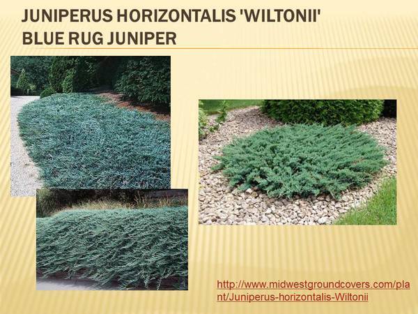 Juniperus Horizontalis &#39;Wiltoni&#39;.JPG