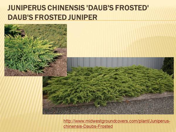 Juniperus chinensis &#39;Daub&#39;s Frosted&#39; Daub&#39;s Frosted Juniper.jpg