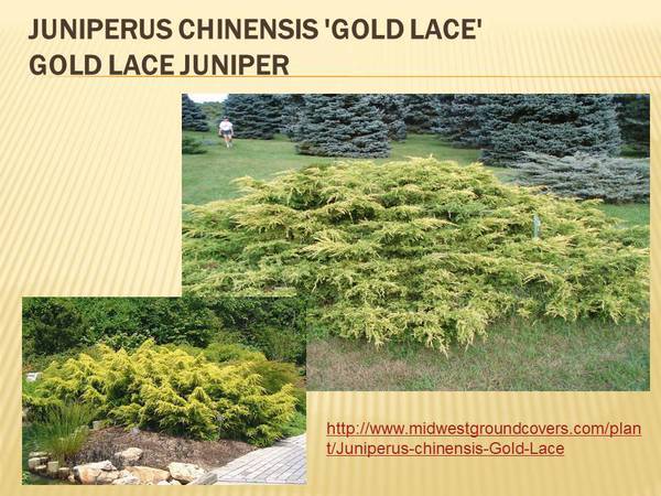 Juniperus chinensis &#39;Gold Lace&#39; Gold Lace Juniper.jpg