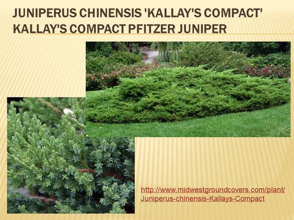 Juniperus chinensis &#39;Kallay&#39;s Compact&#39; Kallay&#39;s Compact Pfitzer Juniper.jpg