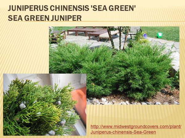 Juniperus chinensis &#39;Sea Green&#39; Sea Green Juniper.jpg