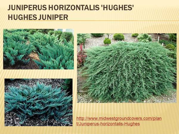 Juniperus horizontalis &#39;Hughes&#39;.jpg