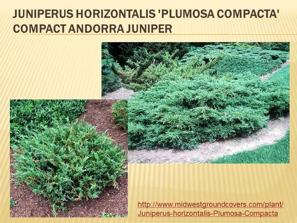 Juniperus horizontalis &#39;Plumosa Compacta&#39; Compact Andorra Juniper.jpg