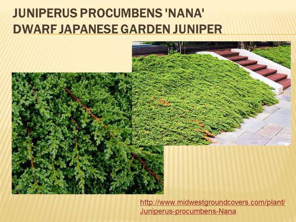 Juniperus procumbens &#39;Nana&#39; Dwarf Japanese Garden Juniper.jpg