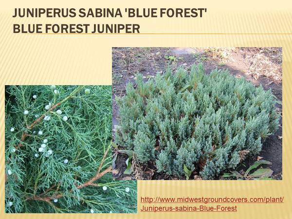 Juniperus sabina &#39;Blue Forest&#39; Blue Forest Juniper.jpg