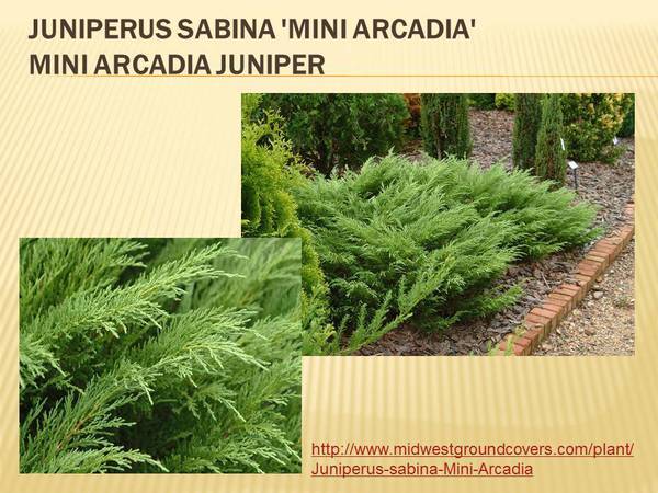 Juniperus sabina &#39;Mini Arcadia&#39; Mini Arcadia Juniper.jpg