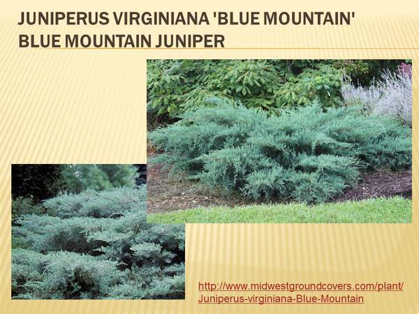 Juniperus virginiana &#39;Blue Mountain&#39; Blue Mountain Juniper.jpg