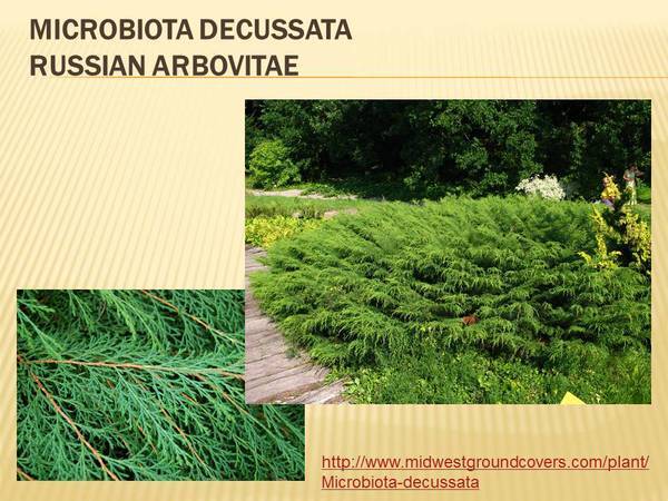 Microbiota decussata Russian Arbovitae.jpg