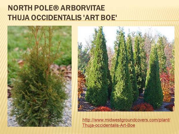 Thuja occidentalis &#39;Art Boe&#39;,&nbsp;North Pole&reg; Arborvitae&nbsp;.jpg
