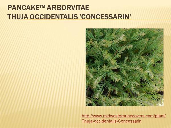 Pancake&trade; Arborvitae Thuja occidentalis &#39;Concessarin&#39;.jpg