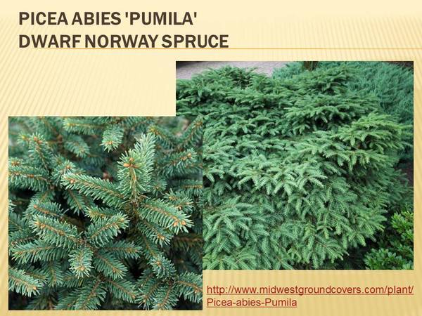 Picea abies &#39;Pumila&#39; Dwarf Norway Spruce.jpg