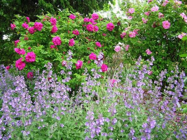 Roses and Catmint