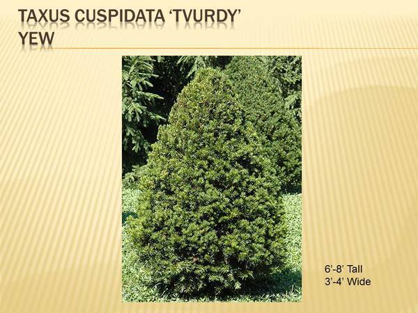 Taxus cuspidata &lsquo;Tvurdy&rsquo;Yew.jpg