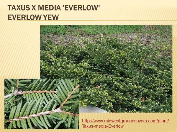 Taxus x media &#39;Everlow&#39; Everlow Yew.jpg