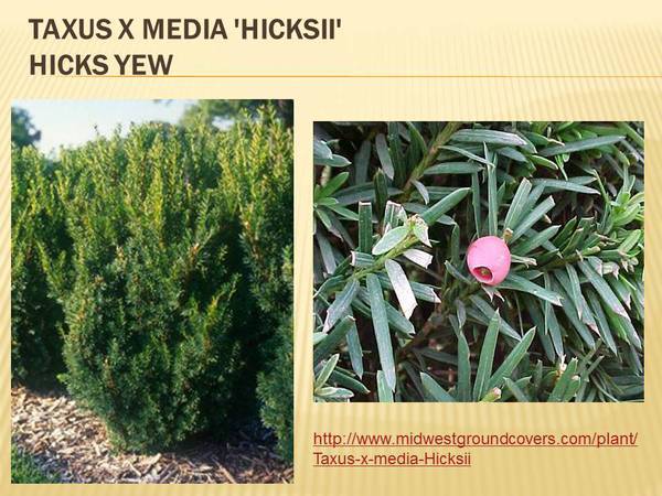 Taxus x media &#39;Hicksii&#39; Hicks Yew.jpg