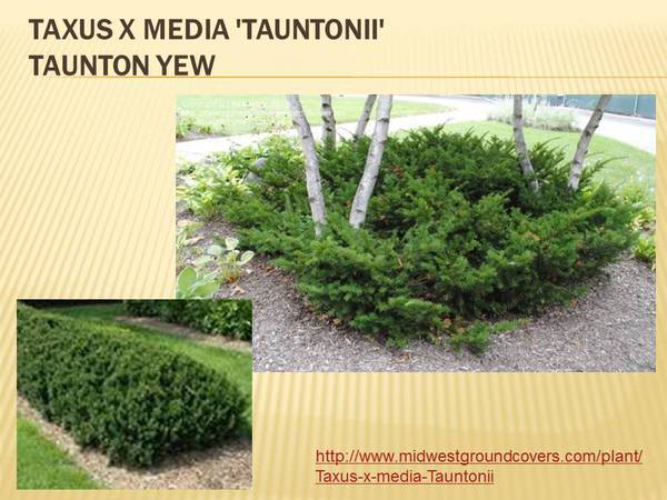 Taxus x media &#39;Tauntonii&#39; Taunton Yew.jpg