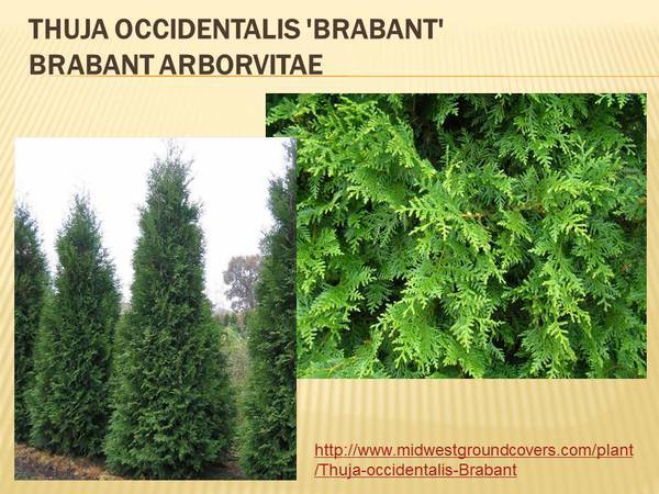 Thuja occidentalis &#39;Brabant&#39; Brabant Arborvitae.jpg