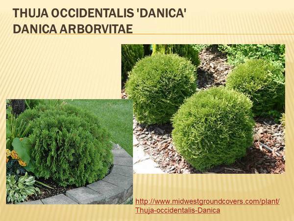 Thuja occidentalis &#39;Danica&#39; Danica Arborvitae.jpg
