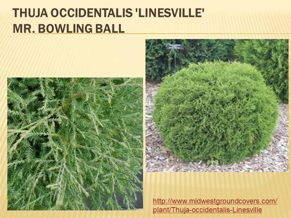 Thuja occidentalis &#39;Linesville&#39; Mr. Bowling Ball.jpg