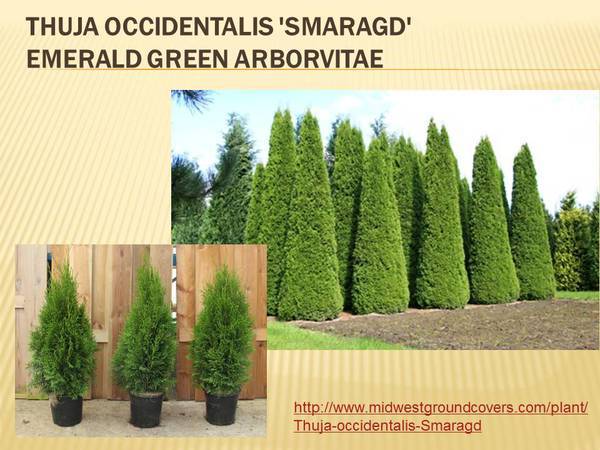 Thuja occidentalis &#39;Smaragd&#39; Emerald Green Arborvitae.jpg