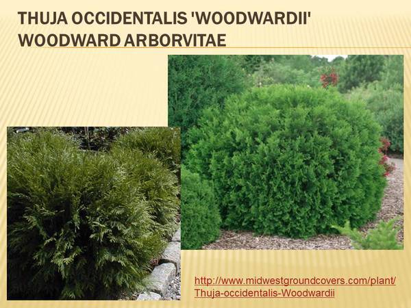 Thuja occidentalis &#39;Woodwardii&#39; Woodward Arborvitae.jpg