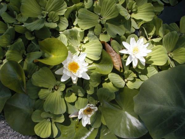 Water Lilies and Water Lettuce